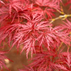 Red Dragon Japanese Maple Tree -Flourish Garden Japanese Maple Red Dragon 5
