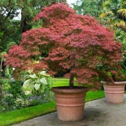 Red Dragon Japanese Maple Tree -Flourish Garden Japanese Maple Red Dragon 6