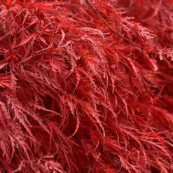 Tamukeyama Japanese Maple Tree -Flourish Garden Japanese Maple Tamukayama 5