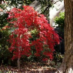 Red Select Japanese Maple Tree -Flourish Garden Japanese Red Select 1