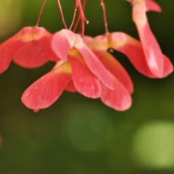Red Select Japanese Maple Tree -Flourish Garden Japanese Red Select 4