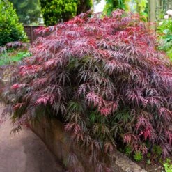 Red Select Japanese Maple Tree -Flourish Garden Japanese Red Select 5