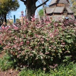 Jazz Hands® Variegated Loropetalum 6 Jazz Hands® Variegated Loropetalum -Flourish Garden Jazz Hands loropetalum 1 FGT