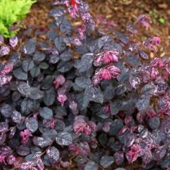 Jazz Hands® Variegated Loropetalum 7 Jazz Hands® Variegated Loropetalum -Flourish Garden Jazz Hands loropetalum 4 FGT