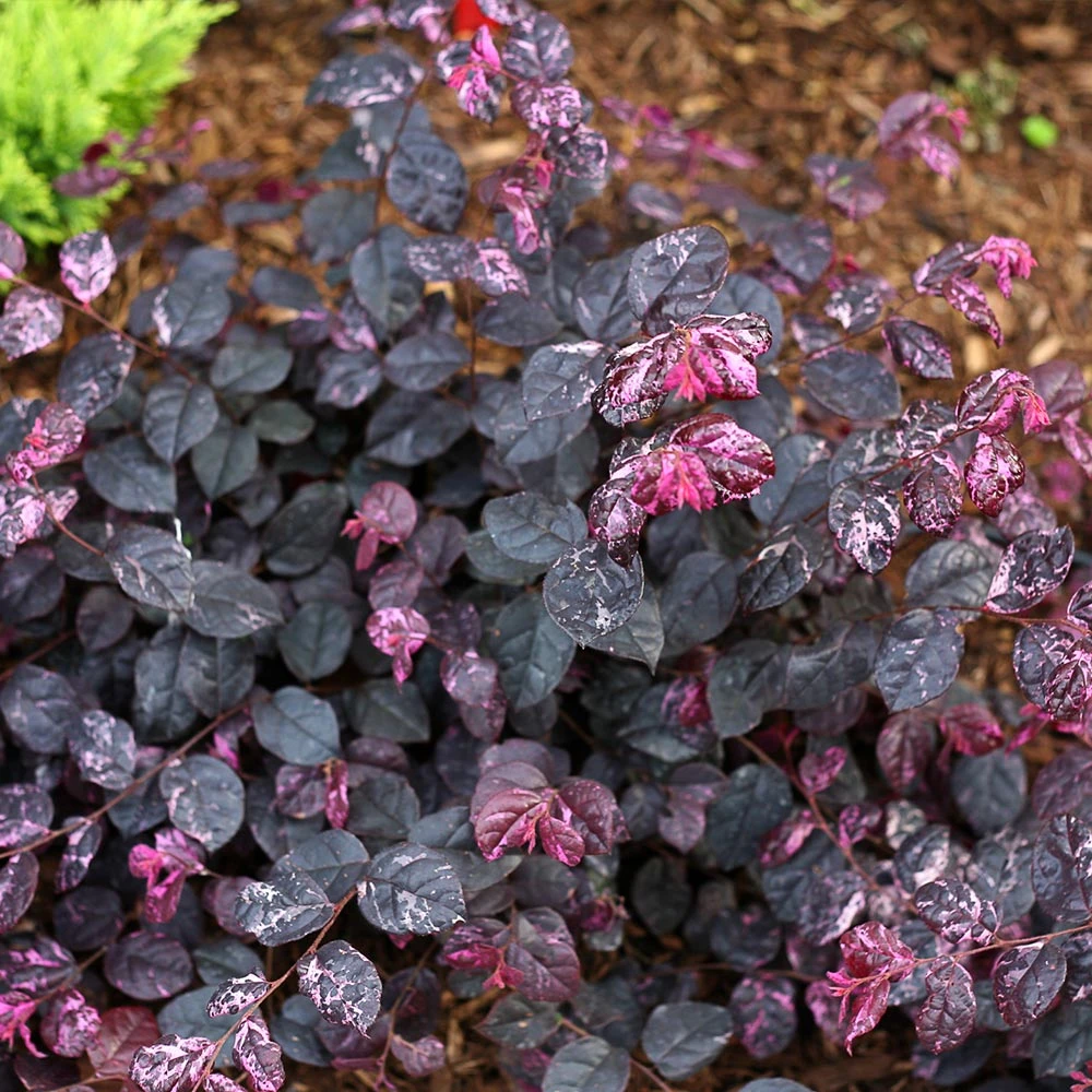 Jazz Hands® Variegated Loropetalum 4 Jazz Hands® Variegated Loropetalum - Image 4