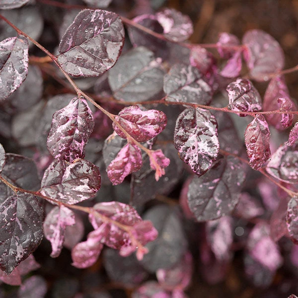 Jazz Hands® Variegated Loropetalum 1 Jazz Hands® Variegated Loropetalum