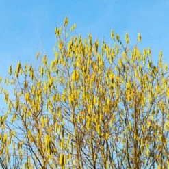 Jefferson Filbert Hazelnut Tree 11 Jefferson Filbert Hazelnut Tree -Flourish Garden Jefferson Filbert Hazelnut 4