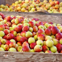 Jonagold Apple Tree -Flourish Garden Jonagold Apple 6