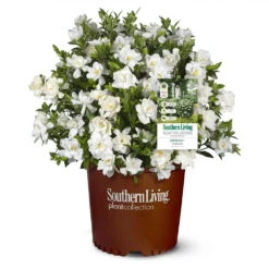 Jubilation™ Gardenia Shrub -Flourish Garden Jubilation Gardenia 1