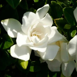 Jubilation™ Gardenia Shrub -Flourish Garden Jubilation Gardenia 3