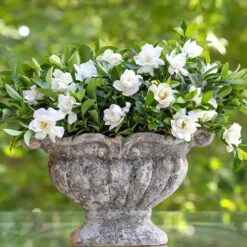 Jubilationâ„¢ Gardenia Shrub
