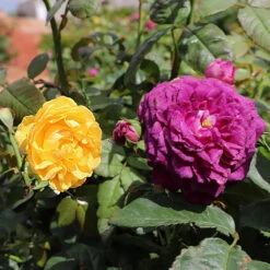 Julia Child And Ebb Tide™ Two-fer® Rose Tree 7 Julia Child And Ebb Tide™ Two-fer® Rose Tree -Flourish Garden Julia CHild and Ebb Tide Rose Tree 1