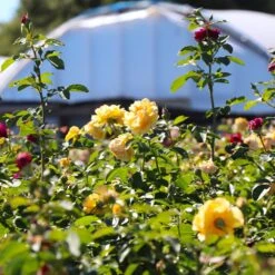 Julia Child And Ebb Tide™ Two-fer® Rose Tree 6 Julia Child And Ebb Tide™ Two-fer® Rose Tree -Flourish Garden Julia CHild and Ebb Tide Rose Tree 4