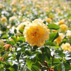 Julia Child Rose 9 Julia Child Rose -Flourish Garden Julia Child Rose 4