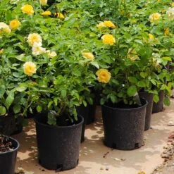 Julia Child Rose 11 Julia Child Rose -Flourish Garden Julia Child Rose 7