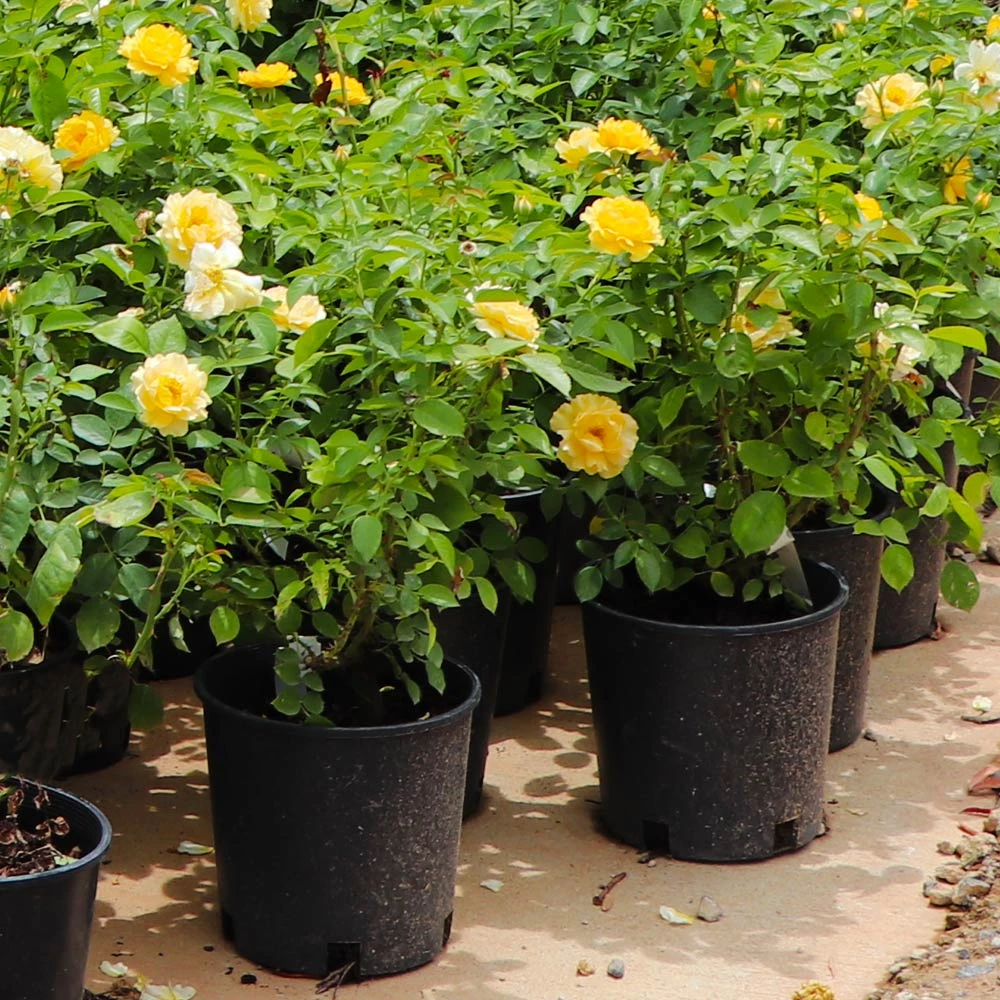 Julia Child Rose 6 Julia Child Rose - Image 6