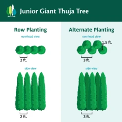 Junior Giant Thuja Tree 8 Junior Giant Thuja Tree -Flourish Garden JuniorGiantThujaTree