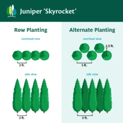 Skyrocket Junipers 11 Skyrocket Junipers -Flourish Garden Juniper Skyrocket