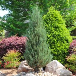 Skyrocket Junipers 10 Skyrocket Junipers -Flourish Garden Juniper Skyrocket 11 FGT