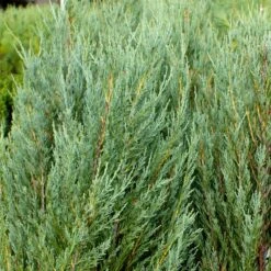 Skyrocket Junipers 9 Skyrocket Junipers -Flourish Garden Juniper Skyrocket 4 FGT