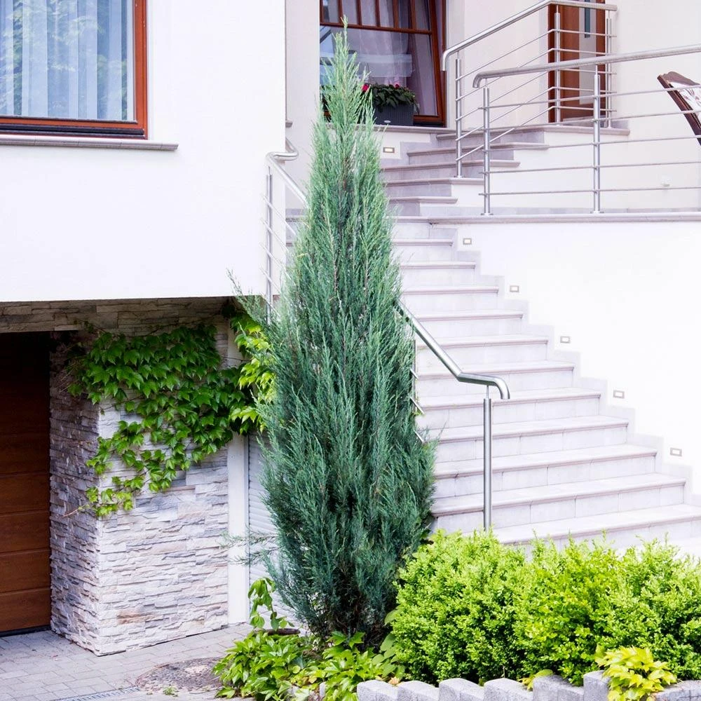 Skyrocket Junipers 3 Skyrocket Junipers - Image 3