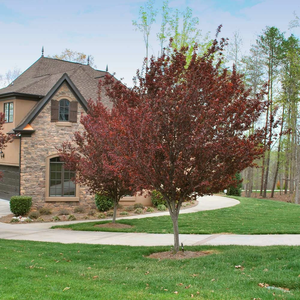 KV' Flowering Plum Tree 4 KV' Flowering Plum Tree - Image 4