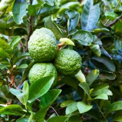 Kaffer 'Kieffer' Lime Tree -Flourish Garden Kaffir Lime 6