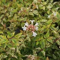 Kaleidoscope Abelia Shrub -Flourish Garden Kaleidoscope Abelia 2 FGT
