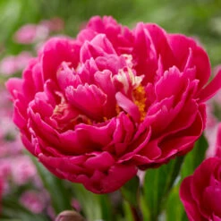 Karl Rosenfield Peony -Flourish Garden Karl Rosenfield Peony 1