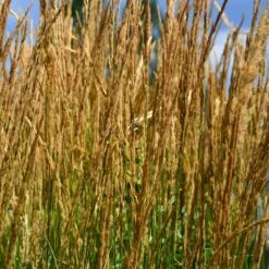 Karl Foerster Grass -Flourish Garden Karl Foerster Grass 2