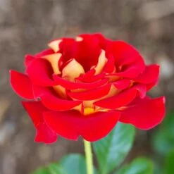 Ketchup And Mustard Rose Shrub -Flourish Garden Ketchup and Mustard Rose 1 FGT
