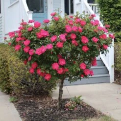 Knock Out® Rose Tree -Flourish Garden Knockout Rose Tree Red 2 FGT