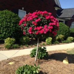 Knock Out® Rose Tree -Flourish Garden Knockout Rose Tree Red FGT