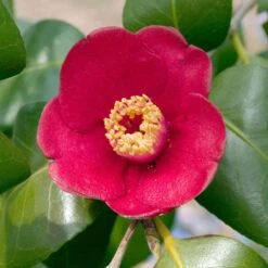 Front Page -Flourish Garden Korean Fire Camellia 2