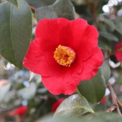 Korean Fire Camellia Shrub 7 Korean Fire Camellia Shrub -Flourish Garden Korean Fire Camellia 3