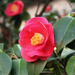 Korean Fire Camellia Shrub 6 Korean Fire Camellia Shrub -Flourish Garden Korean Fire Camellia 5 FGT