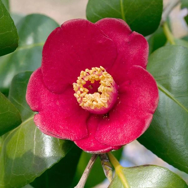 Korean Fire Camellia Shrub 1 Korean Fire Camellia Shrub