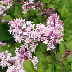 Dwarf Korean Lilac Shrub -Flourish Garden Korean Lilac 2