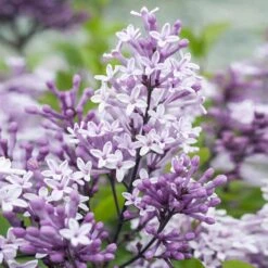 Dwarf Korean Lilac Tree -Flourish Garden Korean Lilac Tree 2 BB