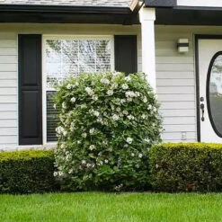 Korean Spice Viburnum Shrub -Flourish Garden Korean Spice Viburnum 1