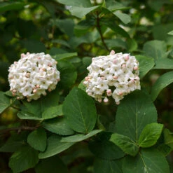 Korean Spice Viburnum Shrub -Flourish Garden Korean Spice Viburnum 3