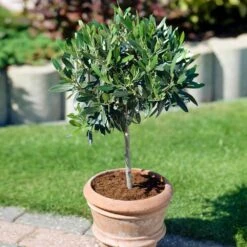 Koroneiki Greek Olive Tree 7 Koroneiki Greek Olive Tree -Flourish Garden Koroneiki Olive 3