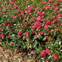 Kramers Camellia Shrub 7 Kramers Camellia Shrub -Flourish Garden Kramers Camellia FGT 1