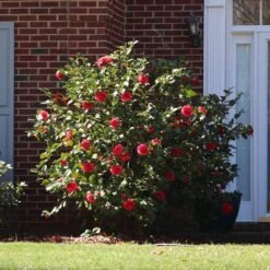 Kramers Camellia Shrub 6 Kramers Camellia Shrub -Flourish Garden Kramers Camellia FGT 5