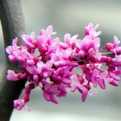 Lavender Twist® Weeping Redbud Tree -Flourish Garden LAVENDER TWIST THUMB 6e0b03e6 c145 40fa 9261 d759a9ab9546