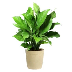 Peace Lily Plant 15 Peace Lily Plant -Flourish Garden LIL PEA.10 Beige Delilah