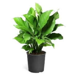 Peace Lily Plant 16 Peace Lily Plant -Flourish Garden LIL PEA.10 standard pot