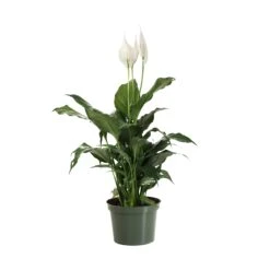 Peace Lily Plant 19 Peace Lily Plant -Flourish Garden LIL PEA.6