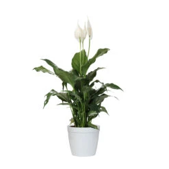 Peace Lily Plant 17 Peace Lily Plant -Flourish Garden LIL PEA1 delilah white
