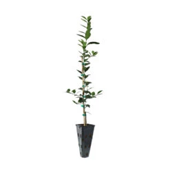 Key Lime Tree -Flourish Garden LIM KEY 23 C